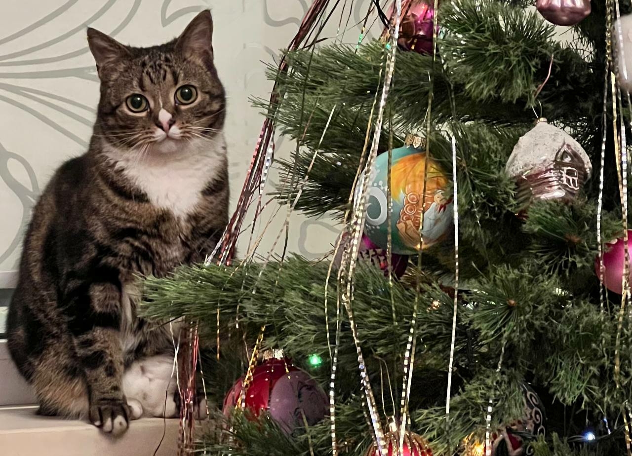 Петербуржцам рассказали о погоде в новогоднюю ночь